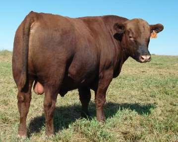 20 Month 100% 1A Red Angus Bulls 12 Calved: 3/7/2017 1A Registered Red Angus Bull RAA# 3774541 5L Advocate 817-14W 5L Defender 560-30Z 5L Black Adina 525-560 5L Get R Done 416-88Y KCC Miss GRD