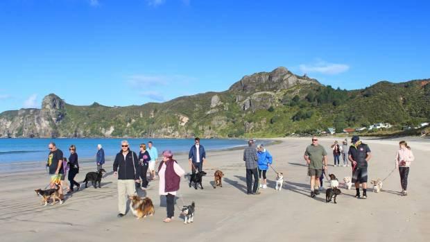 Taupo Bay Dogs Owners Group Submission The Taupo Bay Dogs Owners Group (Taupo Bay DOGs) is a group of 85 families who either live in Taupo Bay, own a holiday bach or are frequent visitors to Taupo