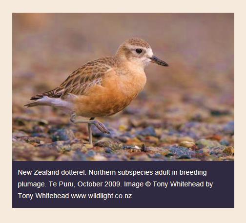 New Zealand Dotterel (rthern Sub