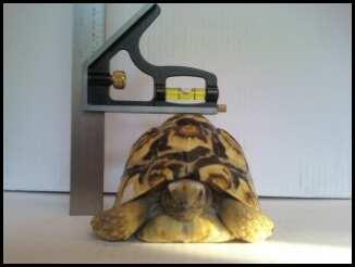 Measurement of carapace height (CH) of a juvenile leopard tortoise (Geochelone pardalis). Figure 4.