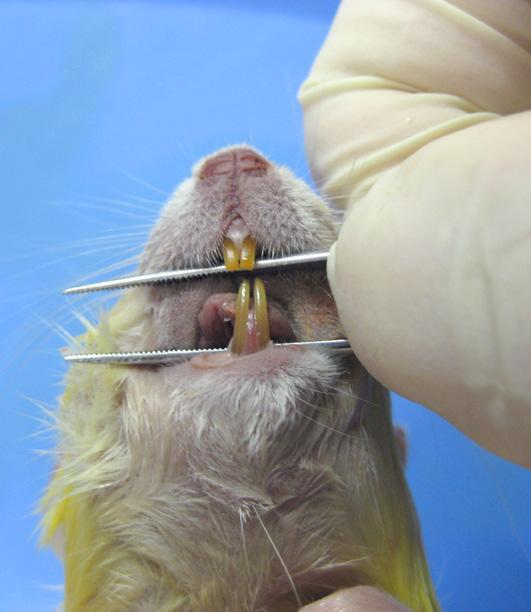 External Examination Teeth Rats: 16 teeth in all. Open-rooted.