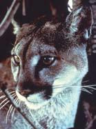 Adult Florida panthers are not black! They are a tawny cinnamon-buff color, similar to deer, their favorite prey.