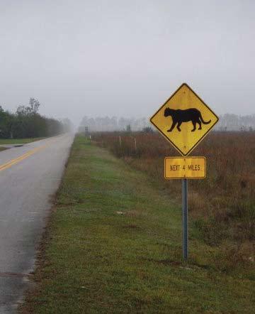 A sign warns drivers to watch carefully for panthers, but the big cats roam at night, when drivers can t easily see them.