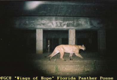 In the Florida panther population, this took the form of characteristics such as cowlicks and kinks at the end of the tail.