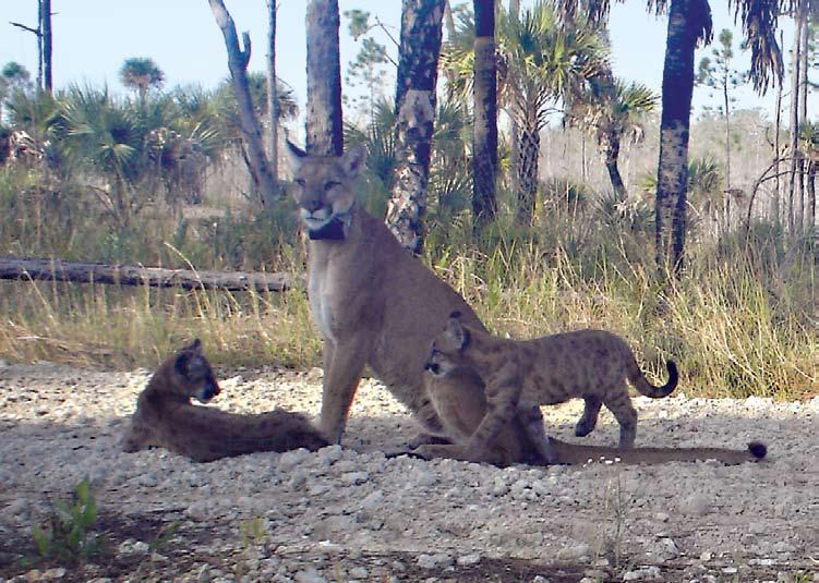 Saving the Florida panther Florida s leaders decided decades ago that protecting native Florida lands is critical to preserving a high quality of life for all Floridians.