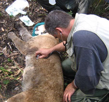 During captures, the risks to the animal are considerable, so each team includes a veterinarian and over 100 pounds