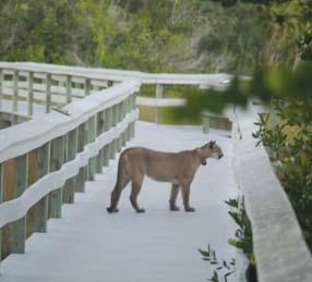 People and panthers Close encounters Encounters with Florida panthers in the wild are extremely rare. Even if you are lucky enough to see a panther, it is likely that the animal will run or walk away.