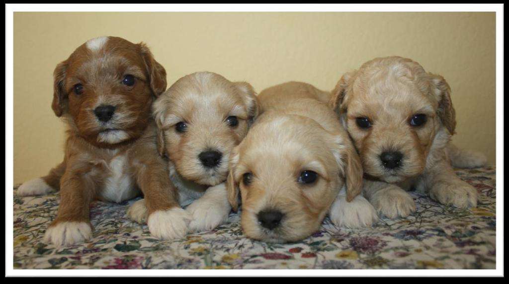 More photos here: www.timshell-puppies.com Cara X Spanky (~ 10 lbs.) 1. Puppies Ready for New Homes Oct. 29 Four males.