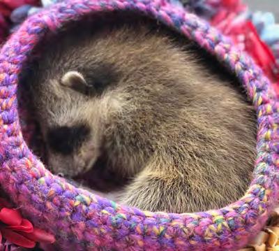 This tiny orphaned squirrel found comfort and a