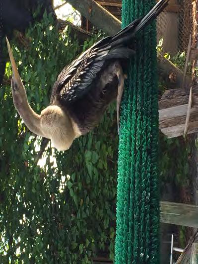 This anhinga came to us with injuries suggestive