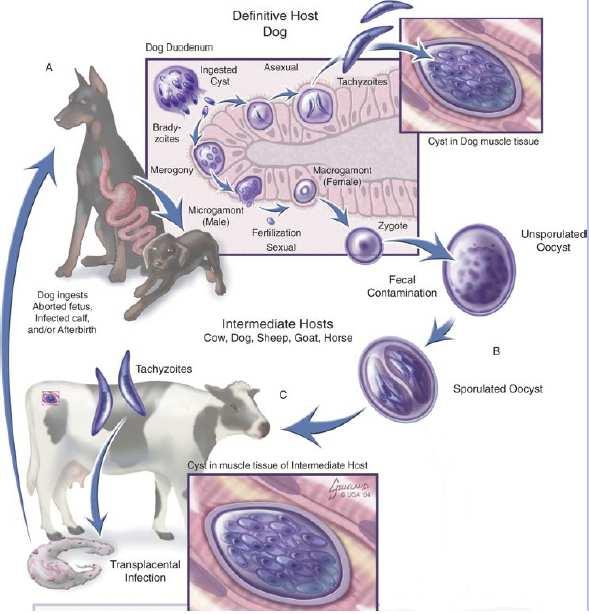 Neospora caninum in dogs Principal way of contamination: