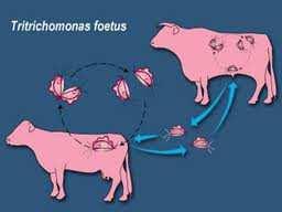 Trichomoniasis in general