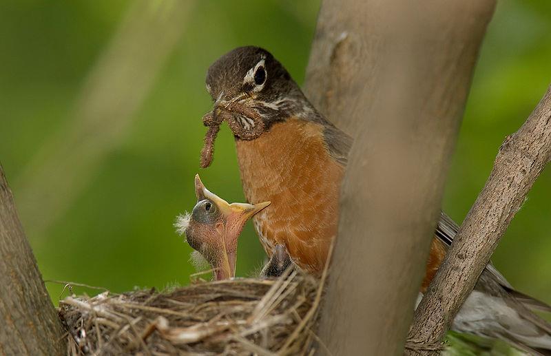 Baby Robins Activity Name 1 st Grade PSI Introduction: The American robin is a bird that we all see in our backyards, especially in the spring and summer.