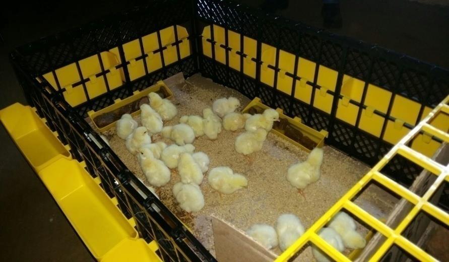 Place the LARGE yellow feeders/drinkers on the lower level of the outside of the coop around the brooding area to prevent the chicks from climbing out.