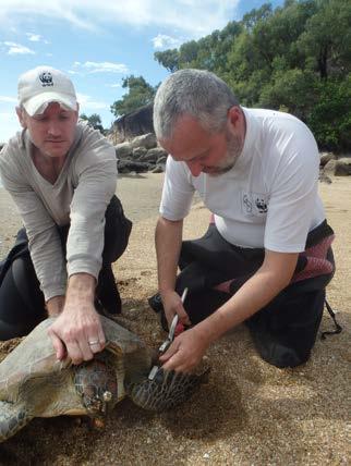affecting the health of green turtles. Upstart Bay is the site of the green turtle mass stranding event of 2012.