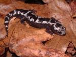 Salamanders of Tennessee WFS 433/533 01/20/2015 Caudata Diverse amphibian