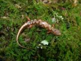 Niemiller Ocoee Salamander