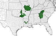Genus Plethodon 17 species in Tennessee Fully