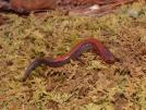 Southern Red-backed Salamander (Plethodon