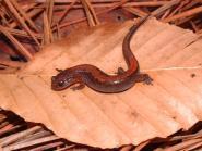 Sutton Southern Zig-zag Salamander (Plethodon
