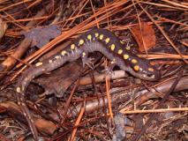 Spotted Salamander (Ambystoma maculatum) Large