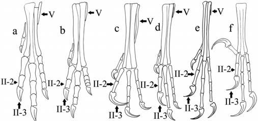 postomedial flange on metatarsal IV, from the Aves including Epidendrosaurus in having a hallux which is not reversed and a pedal phalangeal portion shorter than the metatarsus.