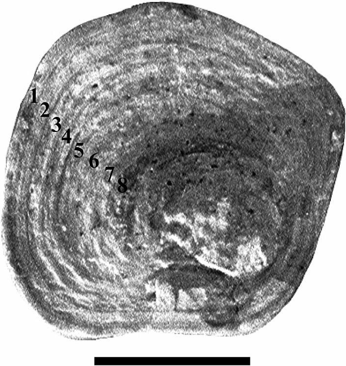 vertebrae (SMU 7564), posterior view, (e) anterior dorsal vertebrae (SMU 7553), posterior view, (f) mid-series cervical vertebra (SMU 7507). Scale bars equal cm.