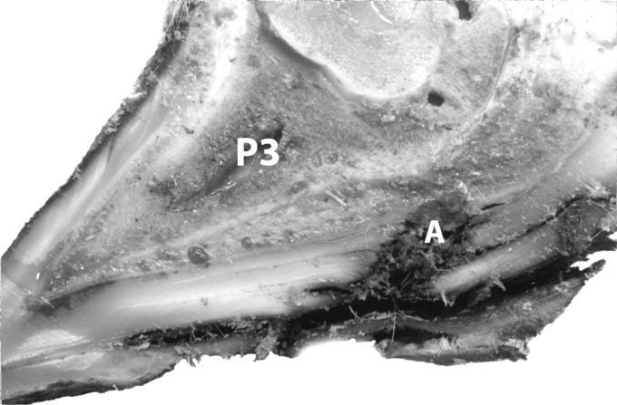 This is especially prominent at the back of P3, where the flexor tendon attaches to the P3 bone (F in Figure 1).