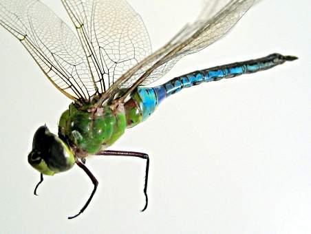 The Mosquito s Natural Enemy Dragonflies are natural predators of mosquitoes, both in their larval stage and as adults.