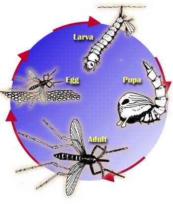 Life Cycle of a Mosquito into a pupa, where it continues to develop its wings and body parts inside its outer protective covering.