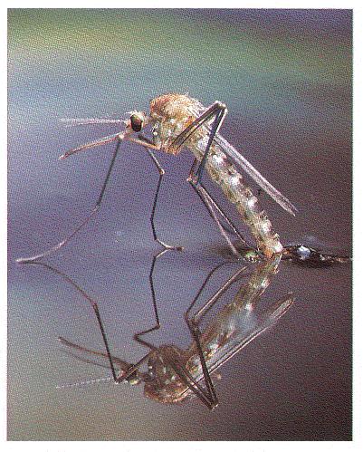 A mosquito goes through four stages of life. It starts out as an egg, laid in damp soil or on the surface of standing water.