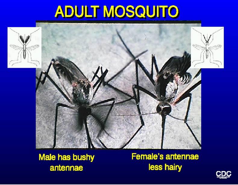 A mosquito s wing beats up to 600 times per second, which is what creates the buzzing noise that we hear.
