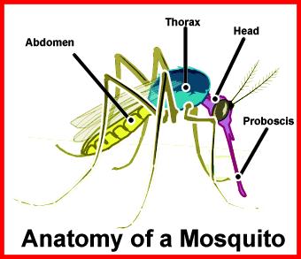 Mosquitoes have three main body parts: The abdomen, thorax, and head.