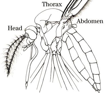 They also have two antennae; male mosquitoes have much more hairs on their