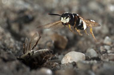 chambers and laying a single egg on the topmost honeybee.