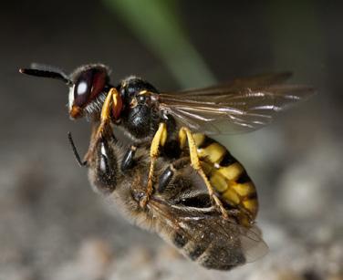Philanthus triangulum, commonly known as the European beewolf, is quite common and widespread on the Continent, where rapid range expansions have been shown to coincide with periods of increased