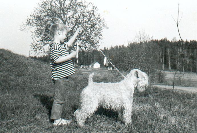 Views From Breeders Around The World Aya Lundsten - Geijes, Finland 1. What first attracted you to ISCWT? How many years have you been involved with the breed? Are Wheatens your original breed?