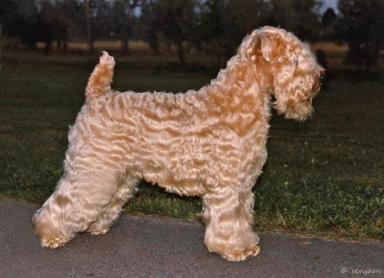 2. In your opinion which is the best wheaten owned or bred by you? I have never bred the perfect dog, and I never will.