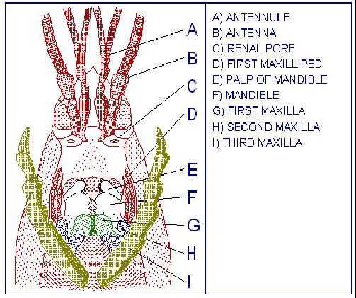 Crayfish external anatomy.