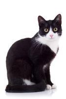 iii) Tuxedo: a common term for cats that are black with white on their chest, paws, stomach and face 3.