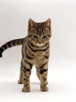 For a cat to be a tabby there are two kinds of hair present: The tabby pattern is created by a darker coloured hair