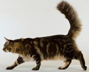 The tabby pattern can appear in all coat colours except white and is characterized by dark striping across the body and