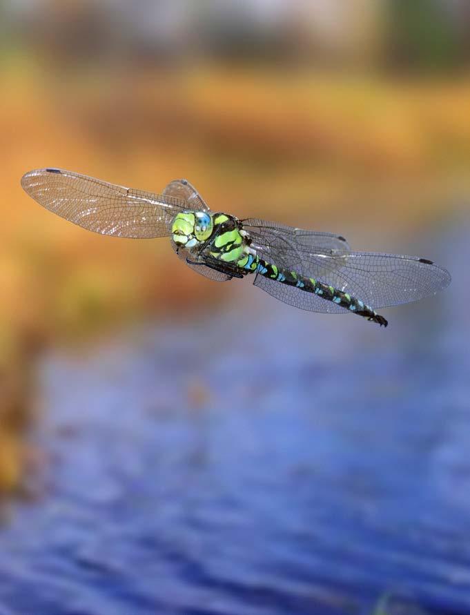 .. 13 Swarms... 14 Dragonflies Worldwide... 15 Glossary.