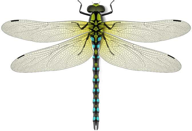 What Are Dragonflies? Dragonflies are flying insects with two pairs of wings. They come in many colors.