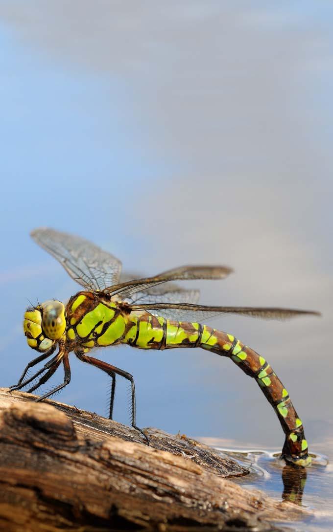Dragonflies always live close to water.