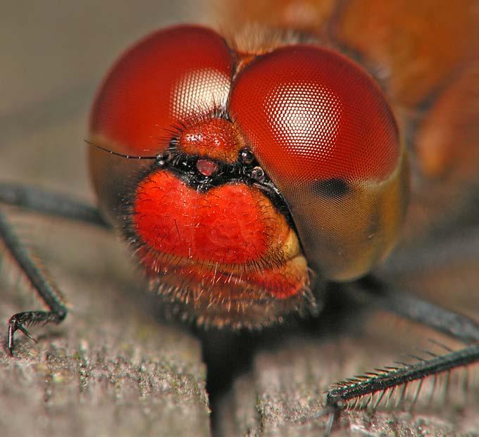 Super Sight Adult dragonflies have the largest eyes of all the insects.