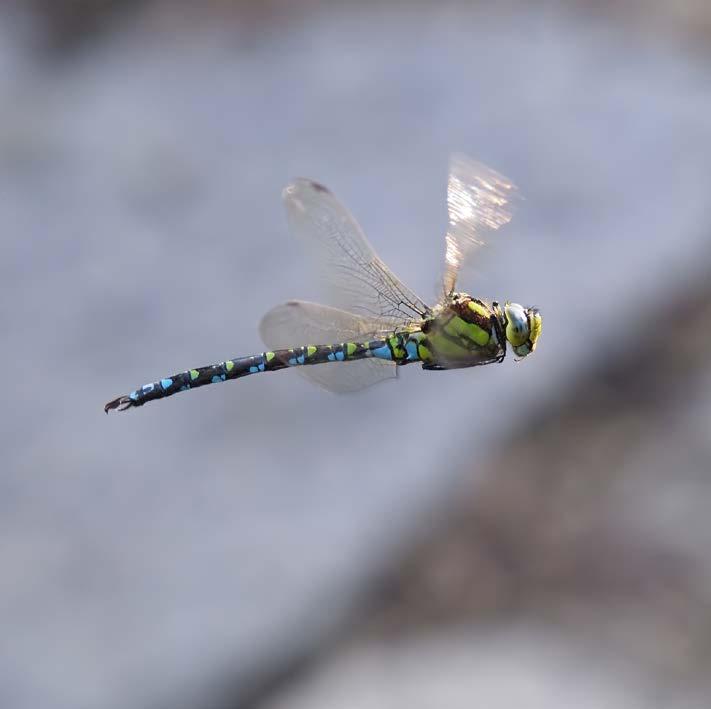 Dragonflies can swoop and dive through the air. Close up, dragonfly eyes look as if they are made of window screens.