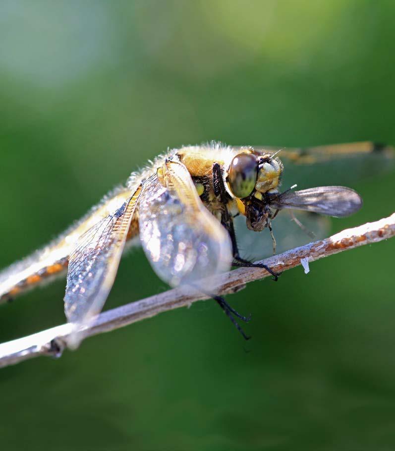 Amazing Hunters Adult dragonflies hunt small flying insects.