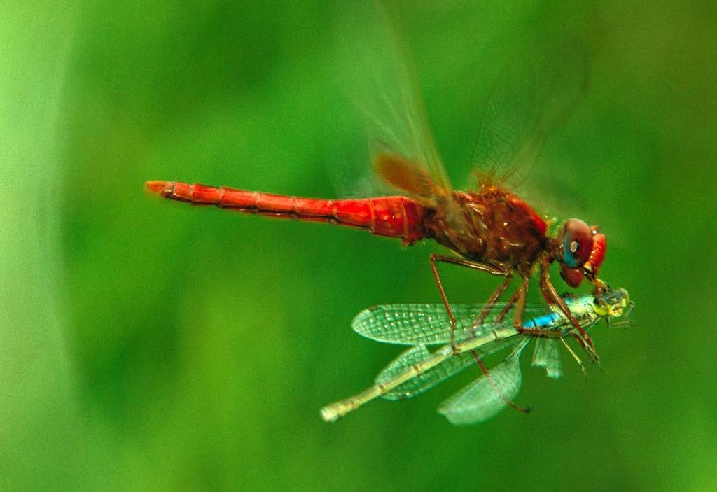 Damselflies make good meals for dragonflies.