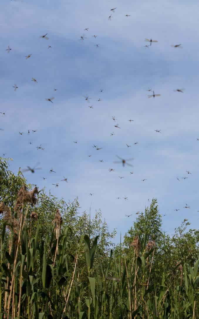 Swarms Sometimes dragonflies travel in large groups. These groups are called swarms.